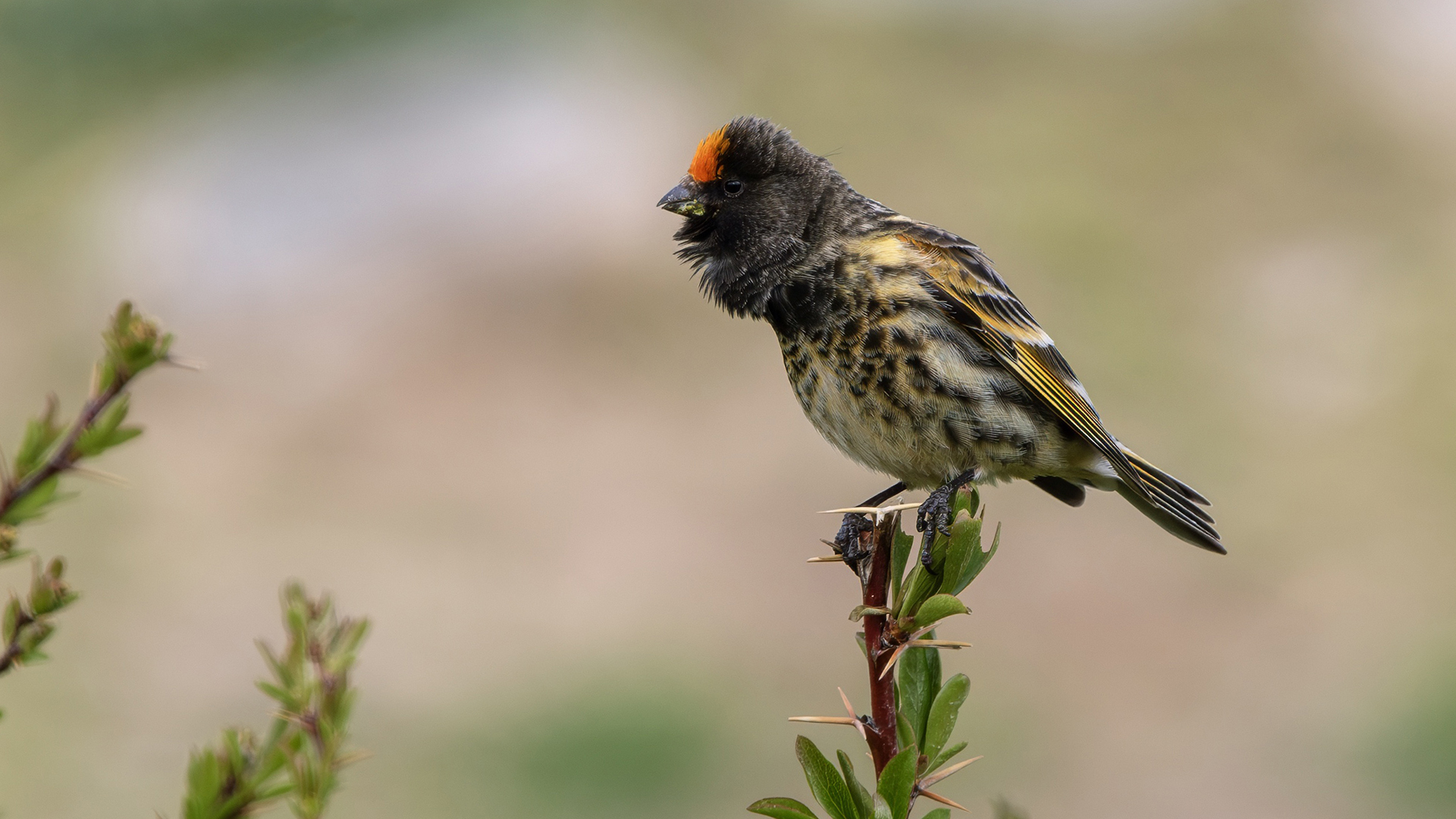 Fire-fronted Serin